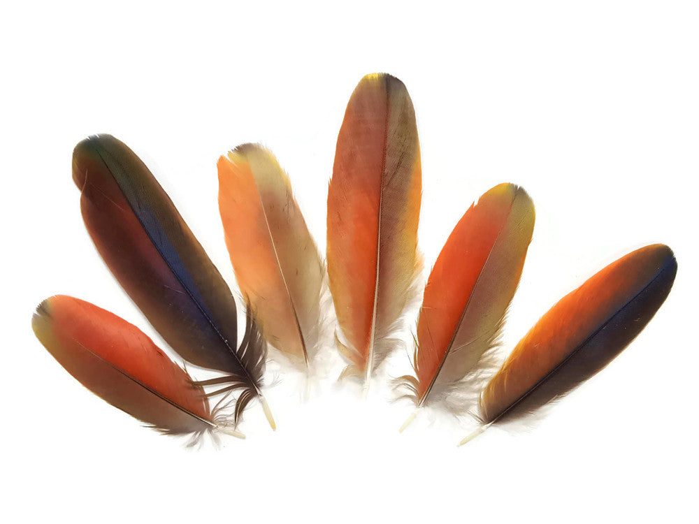 4 Pieces - Natural Red Scarlet Macaw Medium Size Rare Body Plumage Feathers