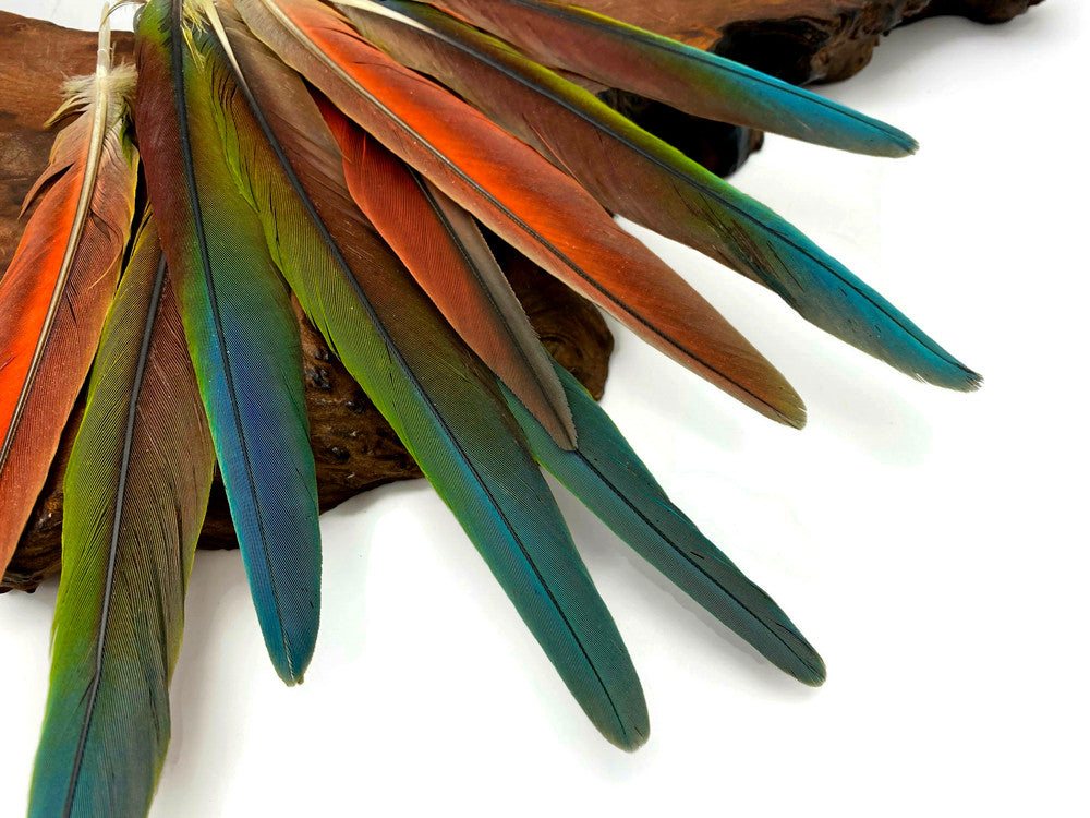 4 Pieces - 6-10" Tri Color Ombre Hybrid Macaw Small Tail Feathers - Rare-