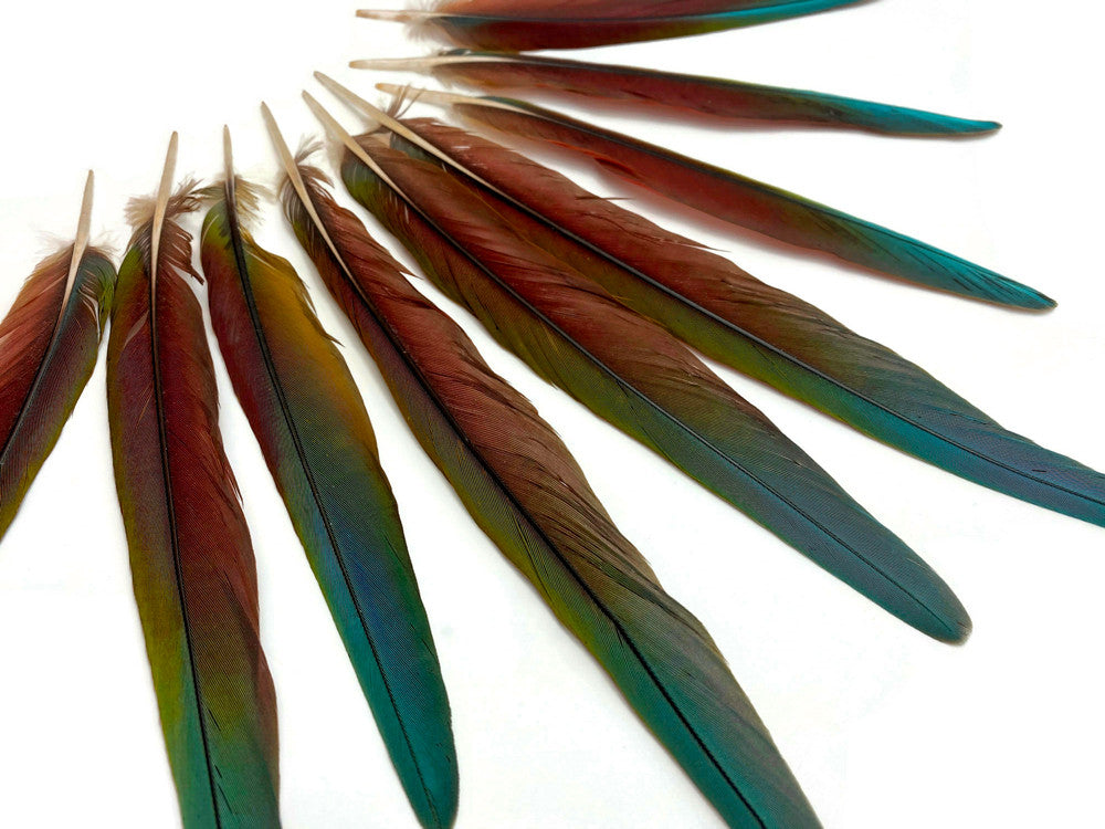 4 Pieces - 6-10" Tri Color Ombre Hybrid Macaw Small Tail Feathers - Rare-