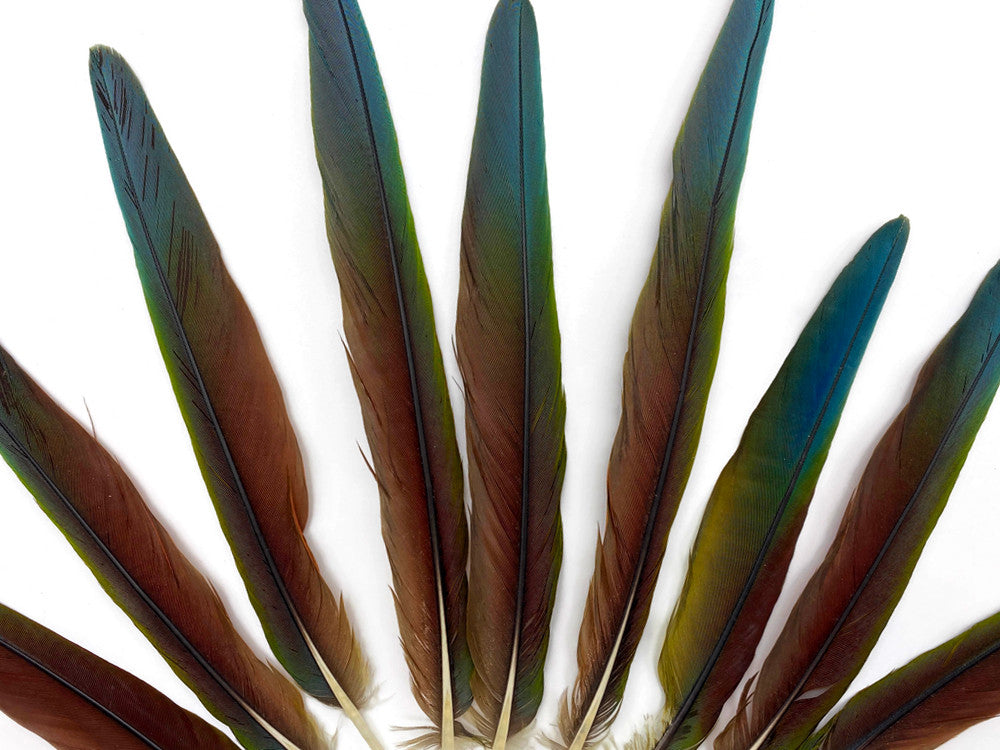 4 Pieces - 6-10" Tri Color Ombre Hybrid Macaw Small Tail Feathers - Rare-