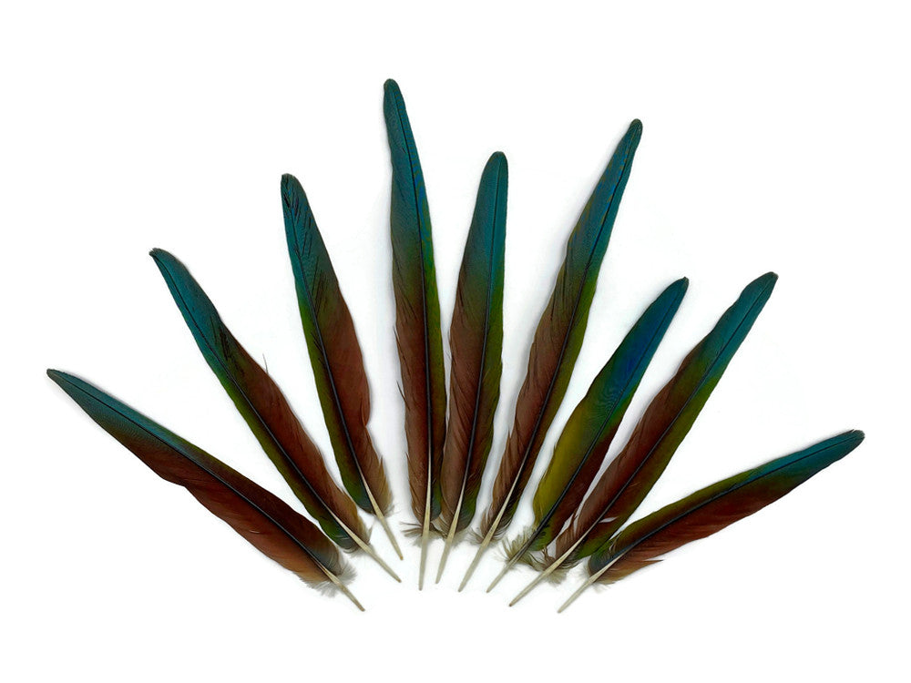 4 Pieces - 6-10" Tri Color Ombre Hybrid Macaw Small Tail Feathers - Rare-