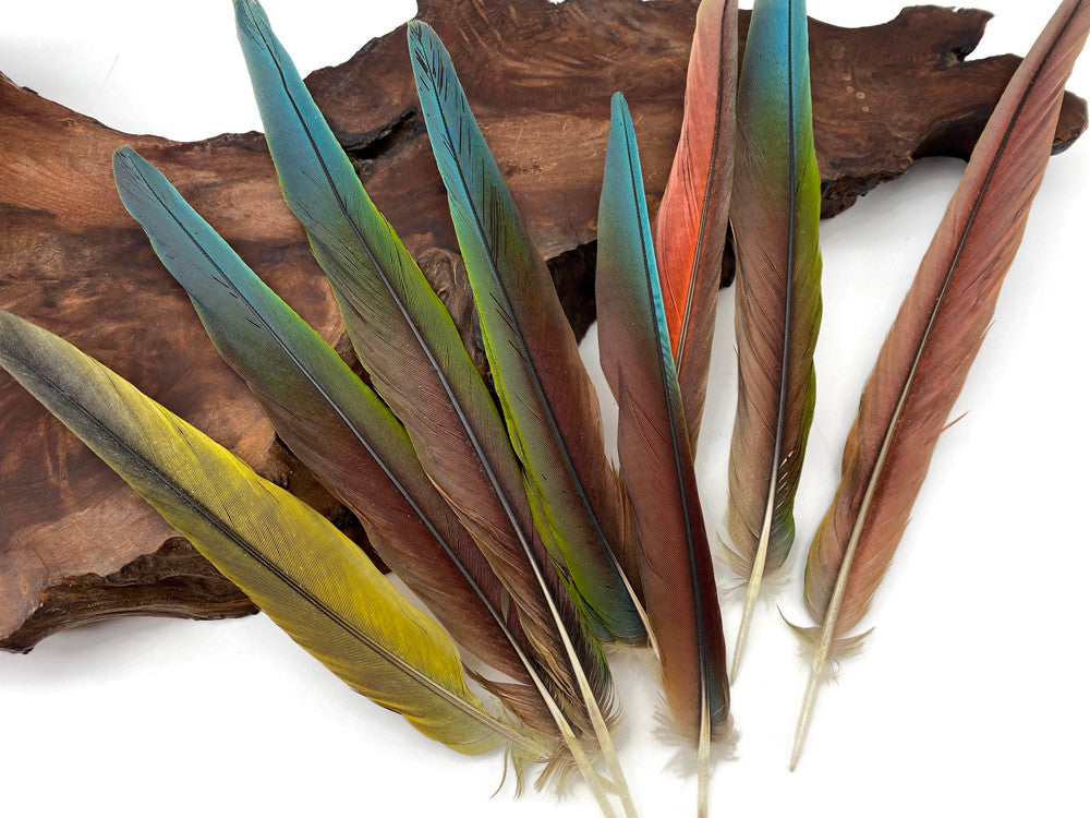 4 Pieces - 6-10" Tri Color Ombre Hybrid Macaw Small Tail Feathers - Rare-