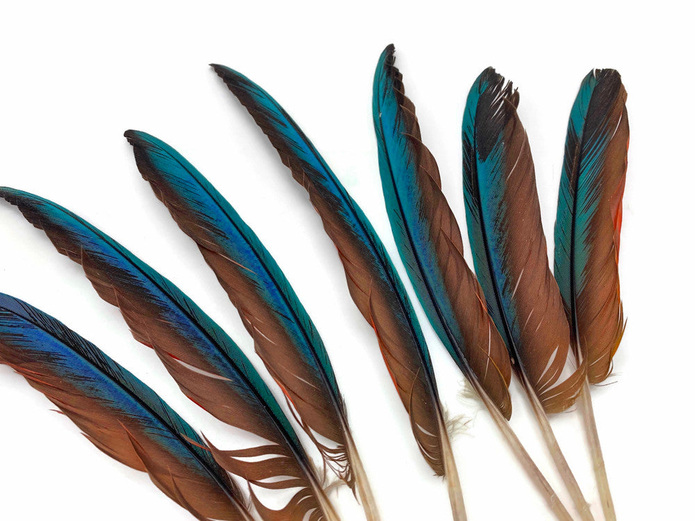 4 Pieces - 6-8" Teal Blue And Pale Red Hybrid Macaw Wing Feather -Rare-