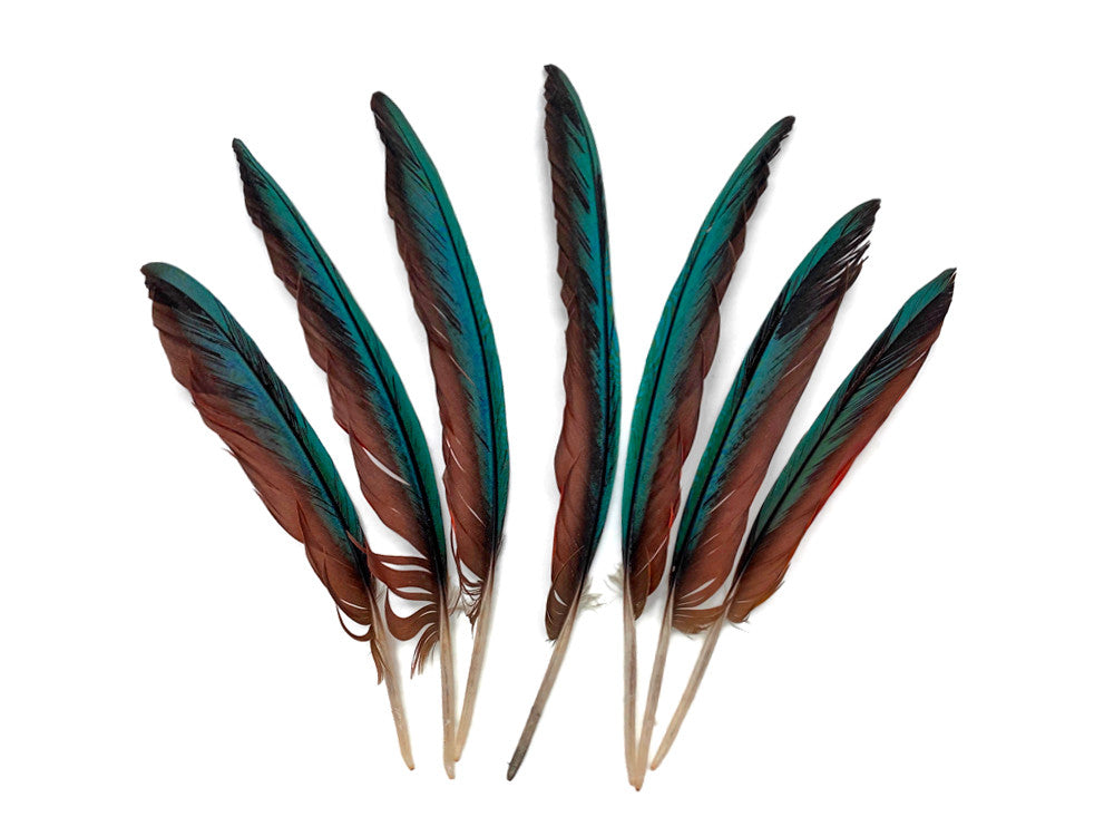 4 Pieces - 6-8" Teal Blue And Pale Red Hybrid Macaw Wing Feather -Rare-