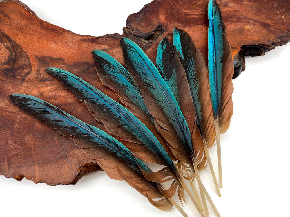 4 Pieces - 6-8" Teal Blue And Pale Red Hybrid Macaw Wing Feather -Rare-