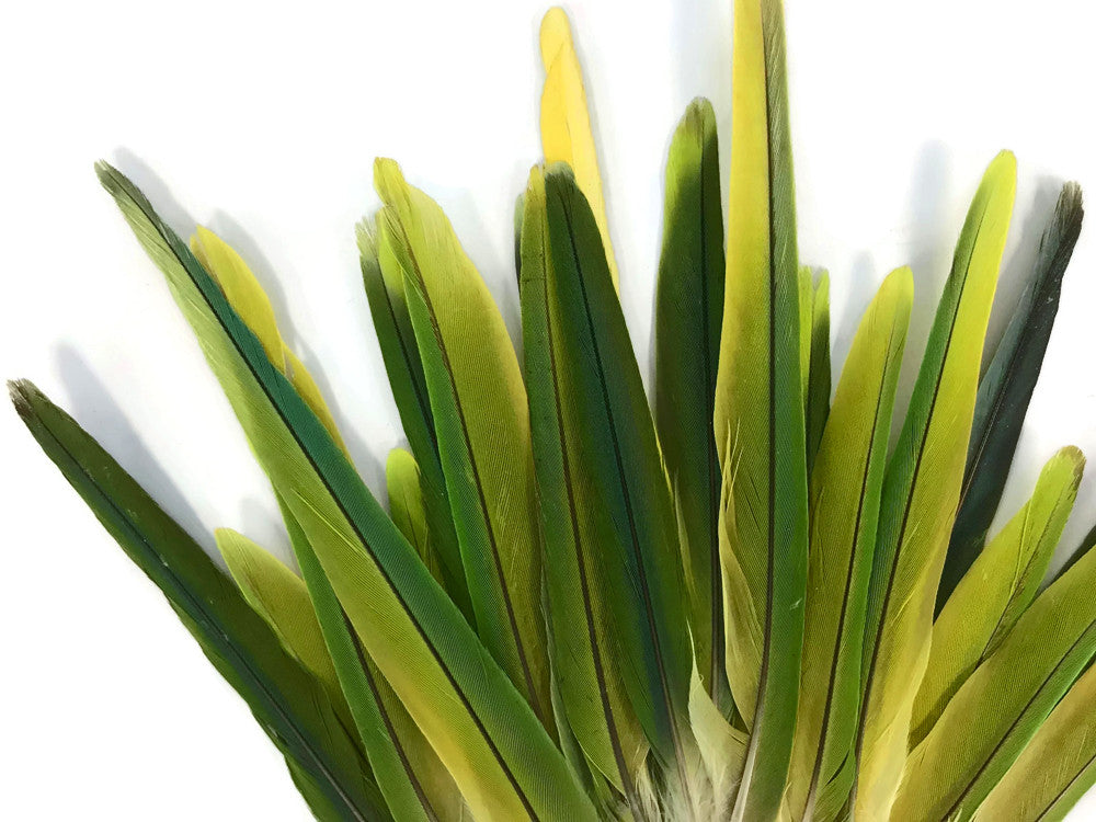 4 Pieces - Green & Yellow Mix Conure Tail Rare Feathers