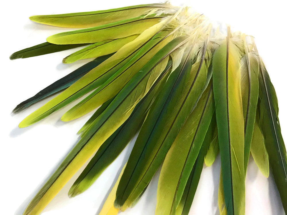 4 Pieces - Green & Yellow Mix Conure Tail Rare Feathers