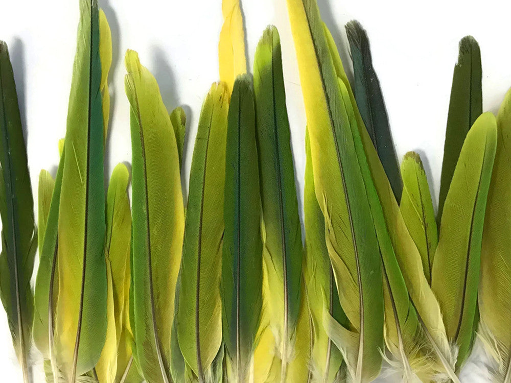 4 Pieces - Green & Yellow Mix Conure Tail Rare Feathers