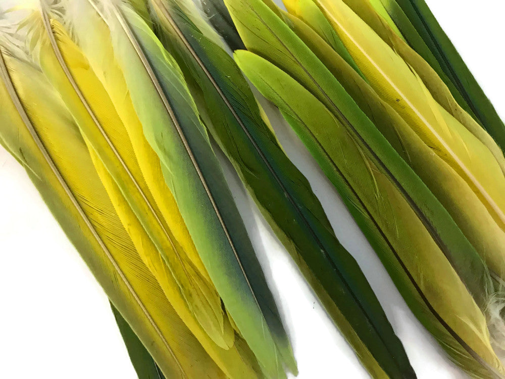 4 Pieces - Green & Yellow Mix Conure Tail Rare Feathers