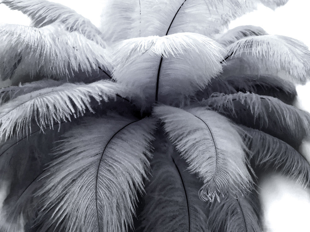 10 Pieces - 11-13" Silver Gray Bleached & Dyed Ostrich Drabs Body Feathers