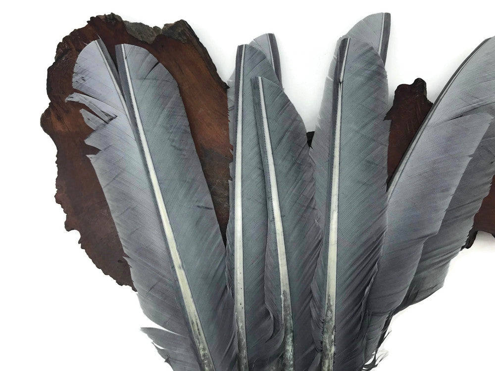 1/4 Lb - Grey Turkey Pointers Primary Wing Quill Large Wholesale Feathers (Bulk)