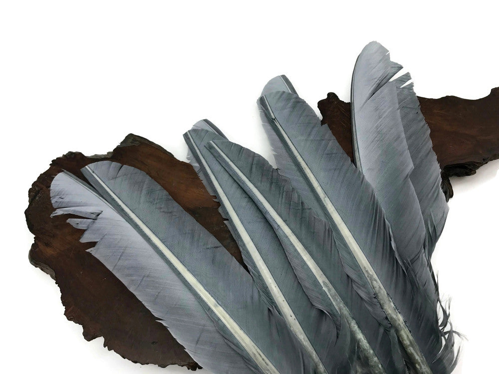 6 Pieces - Grey Turkey Pointers Primary Wing Quill Large Feathers