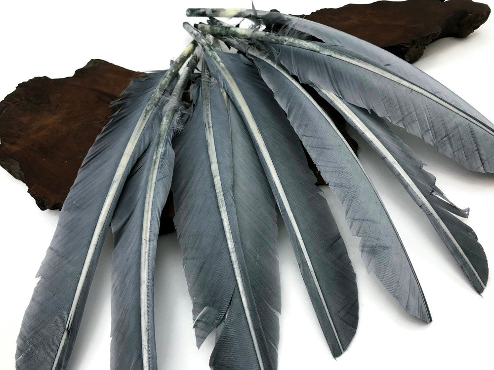 6 Pieces - Grey Turkey Pointers Primary Wing Quill Large Feathers