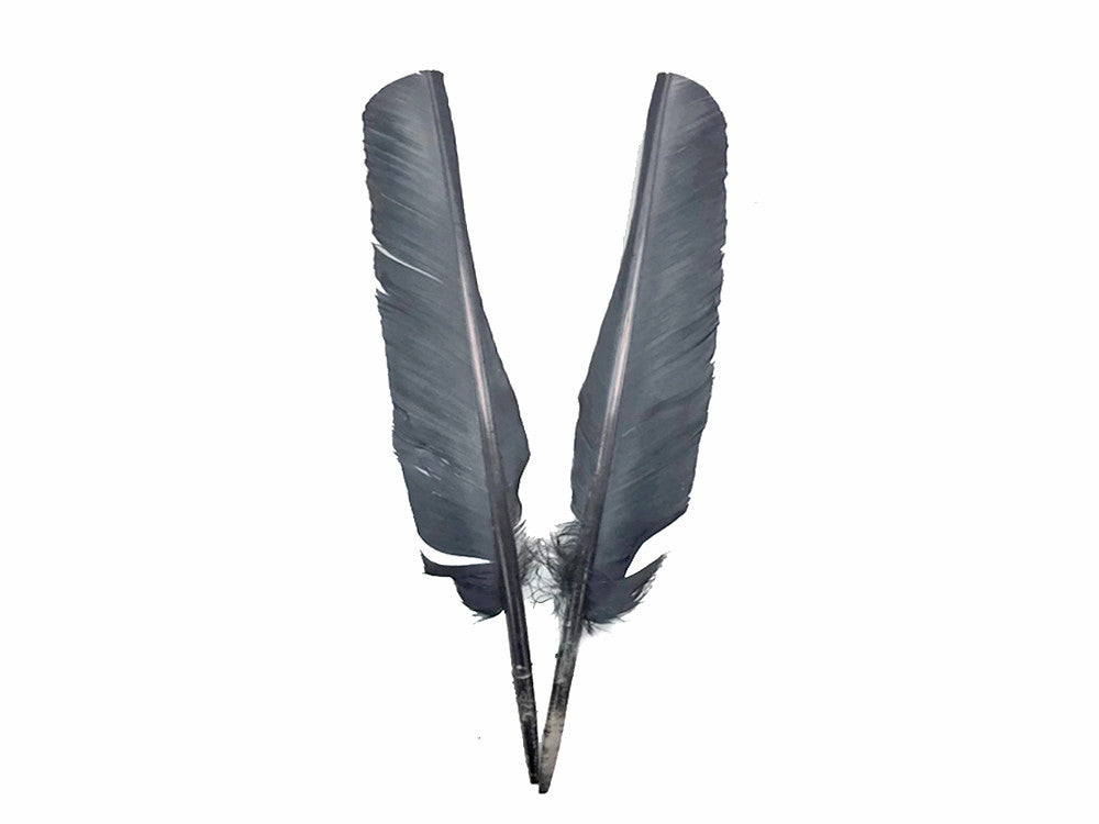 6 Pieces - Grey Turkey Pointers Primary Wing Quill Large Feathers