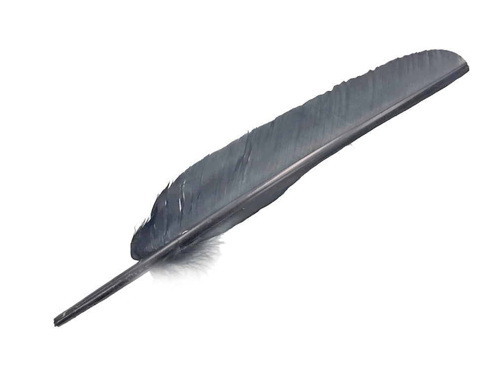 1/4 Lb - Grey Turkey Pointers Primary Wing Quill Large Wholesale Feathers (Bulk)