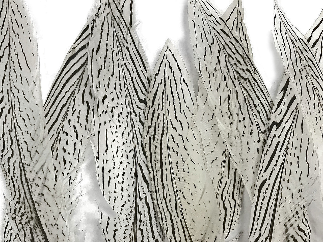 10 Pieces - 8-10" Natural Silver Tail Pheasant Feathers