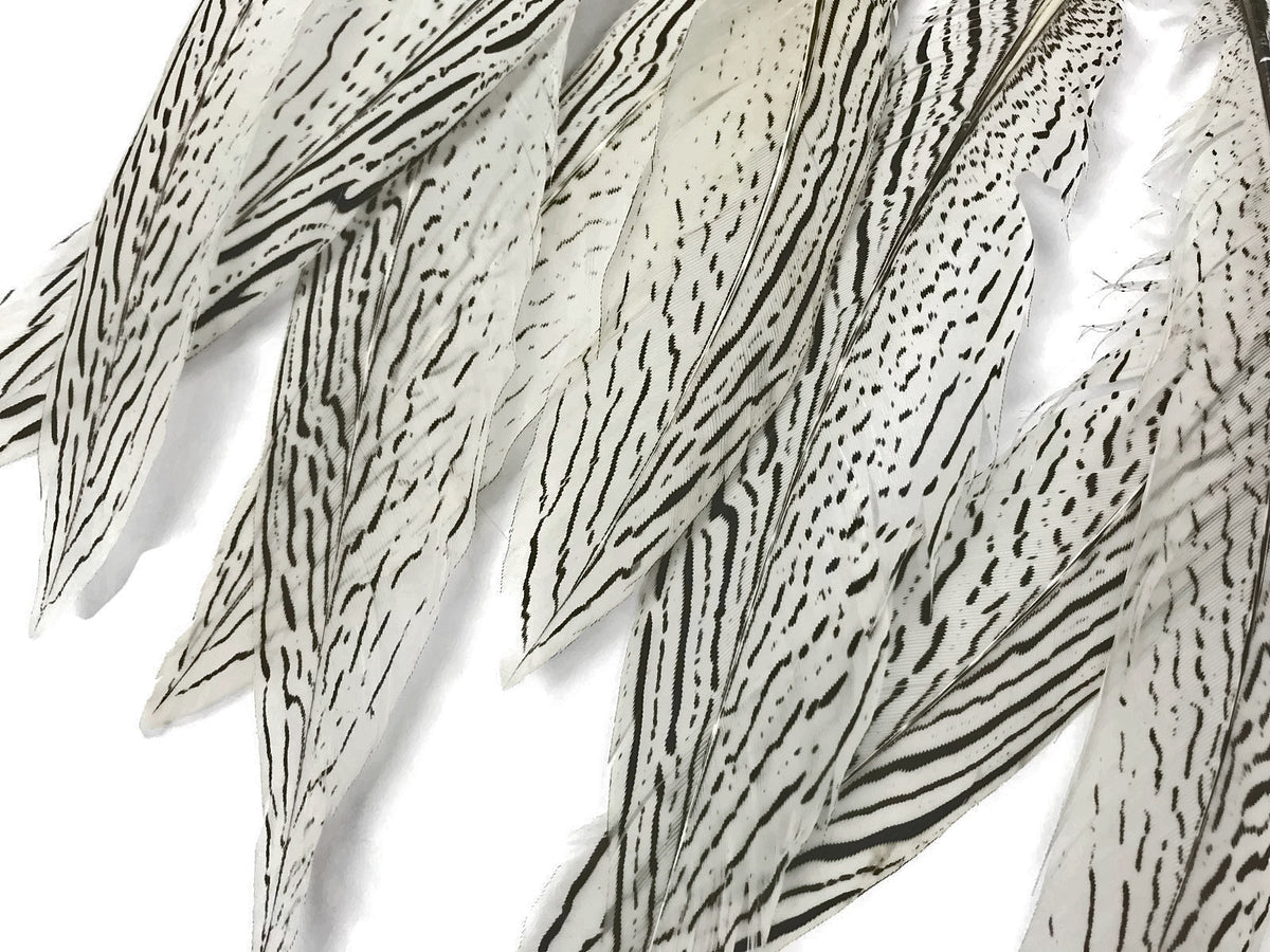10 Pieces - 6-8" Natural Silver Tail Pheasant Feathers