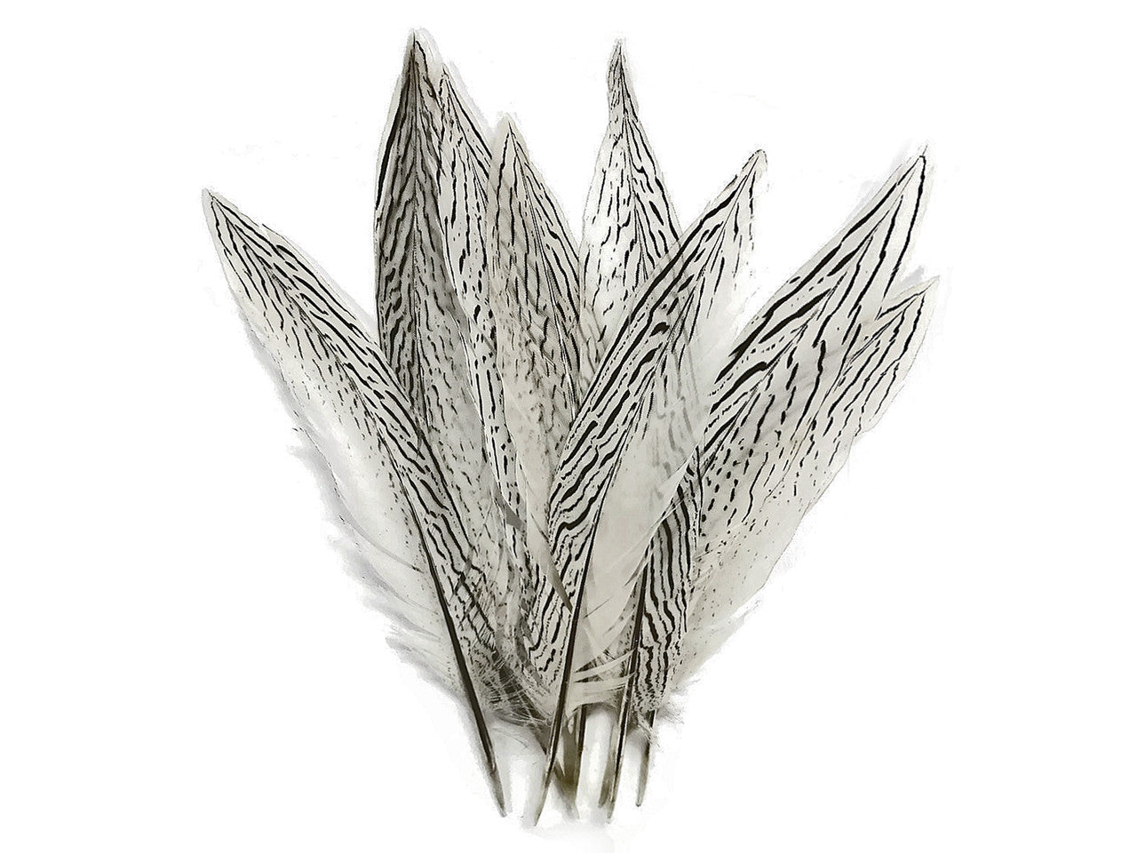 10 Pieces - 10-12" Natural Silver Tail Pheasant Feathers