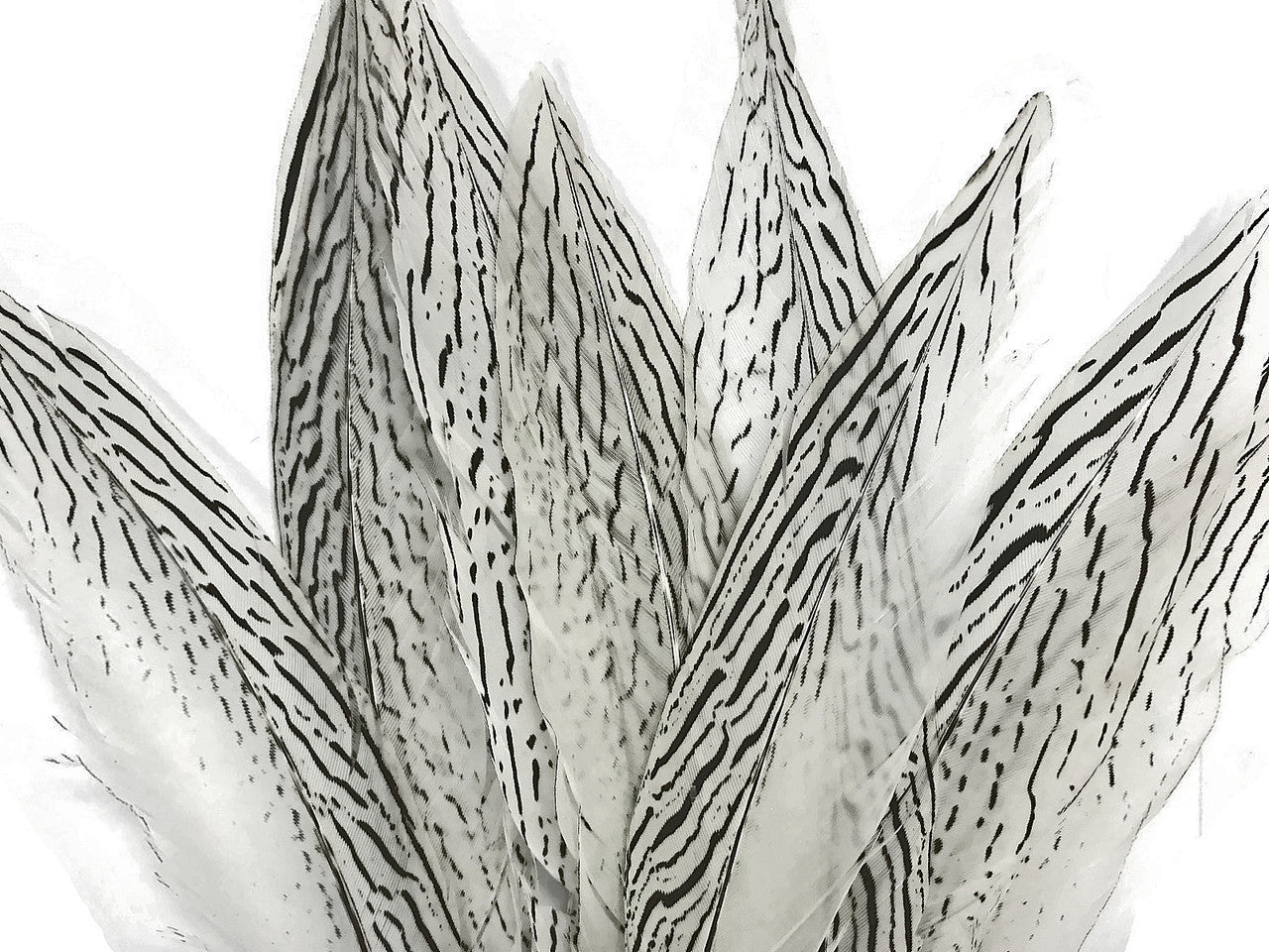 10 Pieces - 8-10" Natural Silver Tail Pheasant Feathers