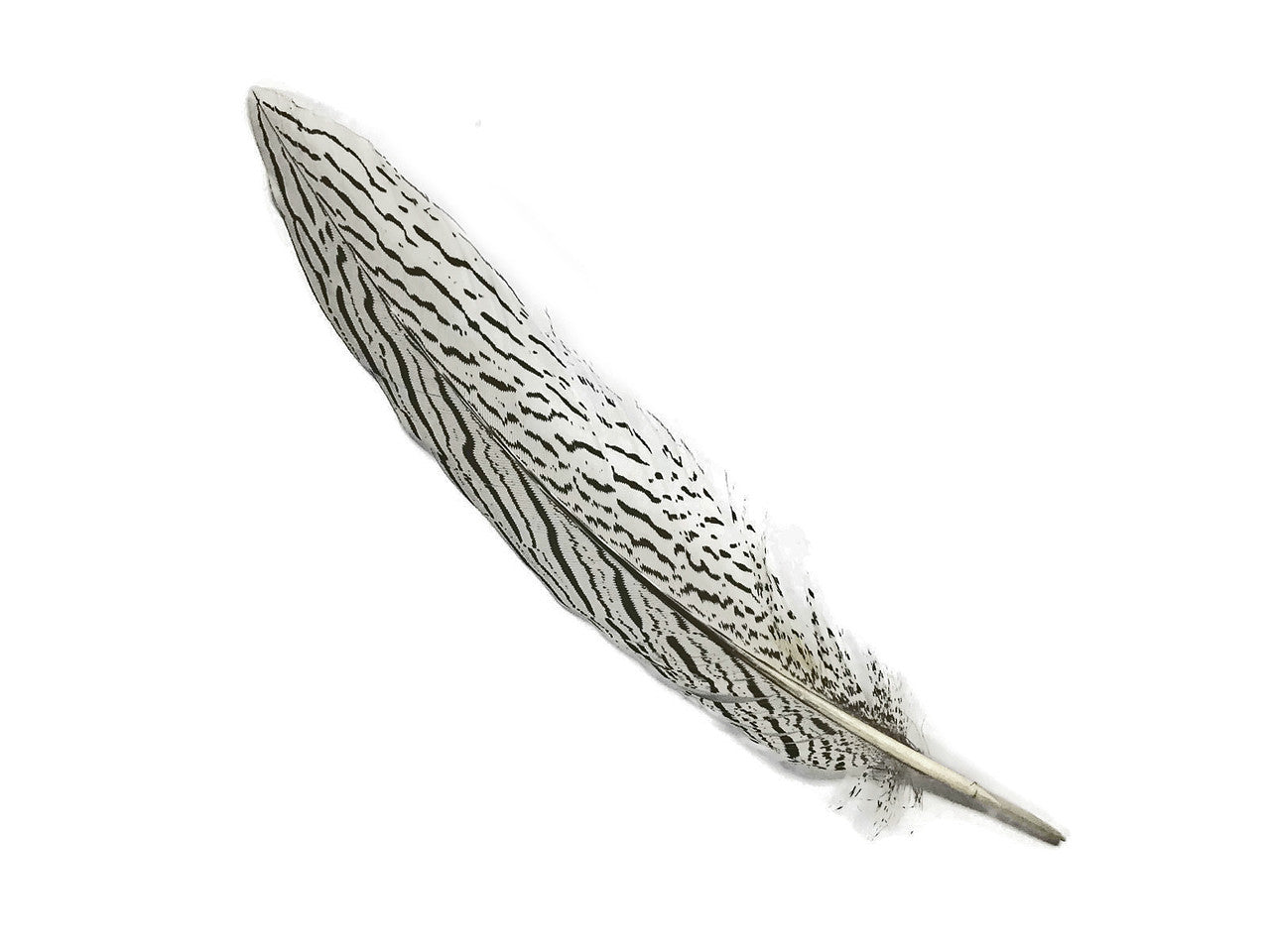 50 Pieces - 10-12" Natural Silver Tail Pheasant Wholesale Feathers (bulk)