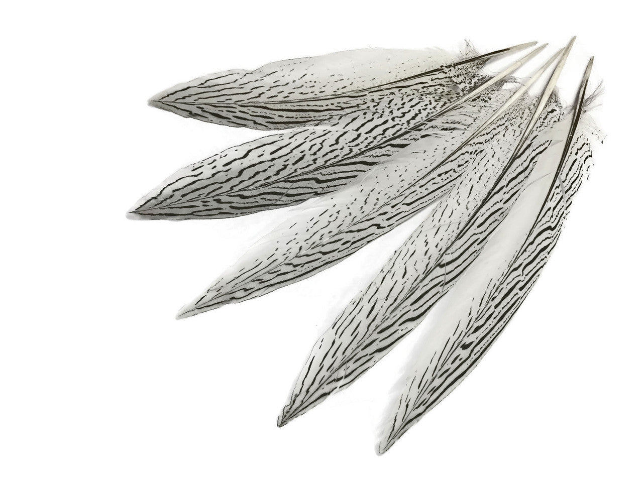 10 Pieces - 10-12" Natural Silver Tail Pheasant Feathers