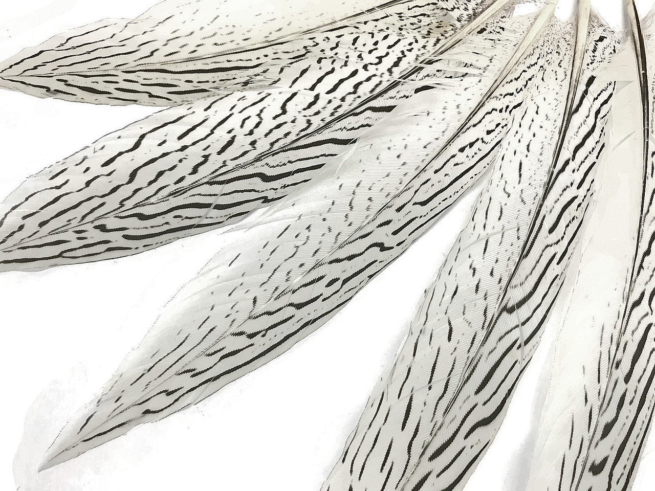 50 Pieces - 10-12" Natural Silver Tail Pheasant Wholesale Feathers (bulk)