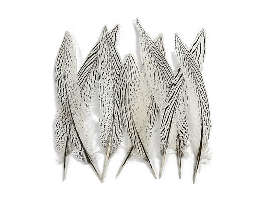 10 Pieces - 8-10" Natural Silver Tail Pheasant Feathers