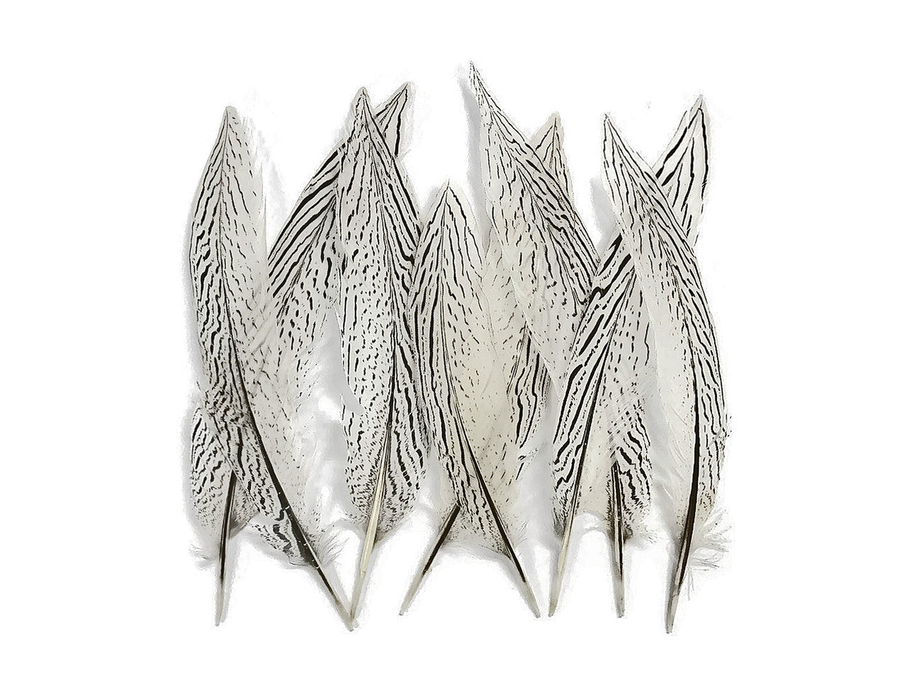 50 Pieces - 10-12" Natural Silver Tail Pheasant Wholesale Feathers (bulk)