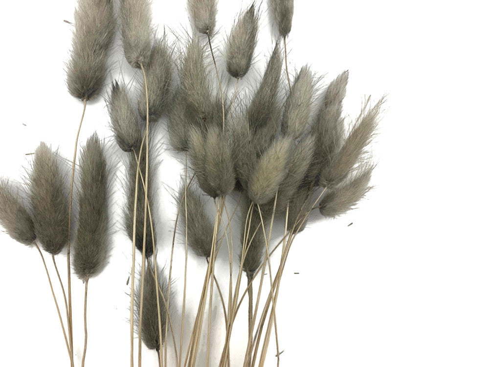 30 Pieces - 12-15" Silver Gray Bunny Tail Preserved Dried Botanical Grass Bouquet