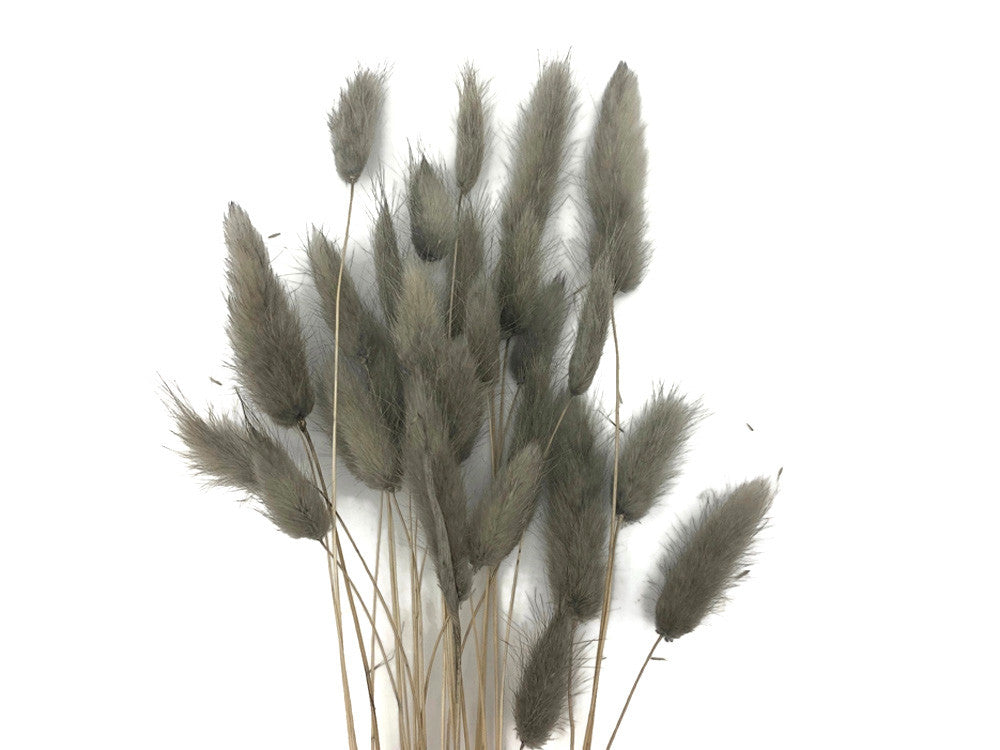 30 Pieces - 12-15" Silver Gray Bunny Tail Preserved Dried Botanical Grass Bouquet