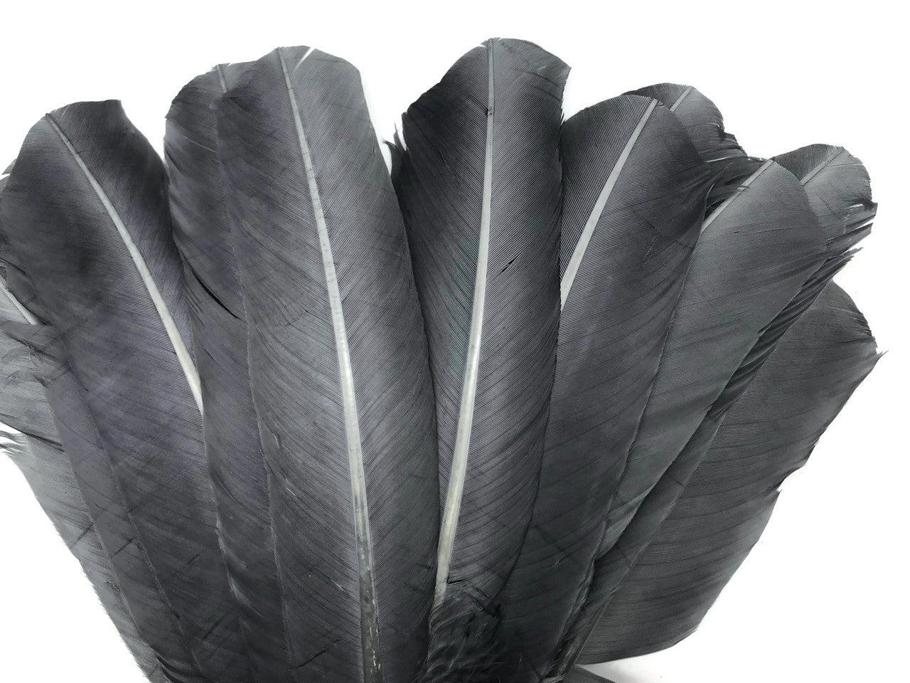 1 Lb. - Silver Gray Turkey Tom Rounds Secondary Wing Quill Wholesale Feathers (Bulk)