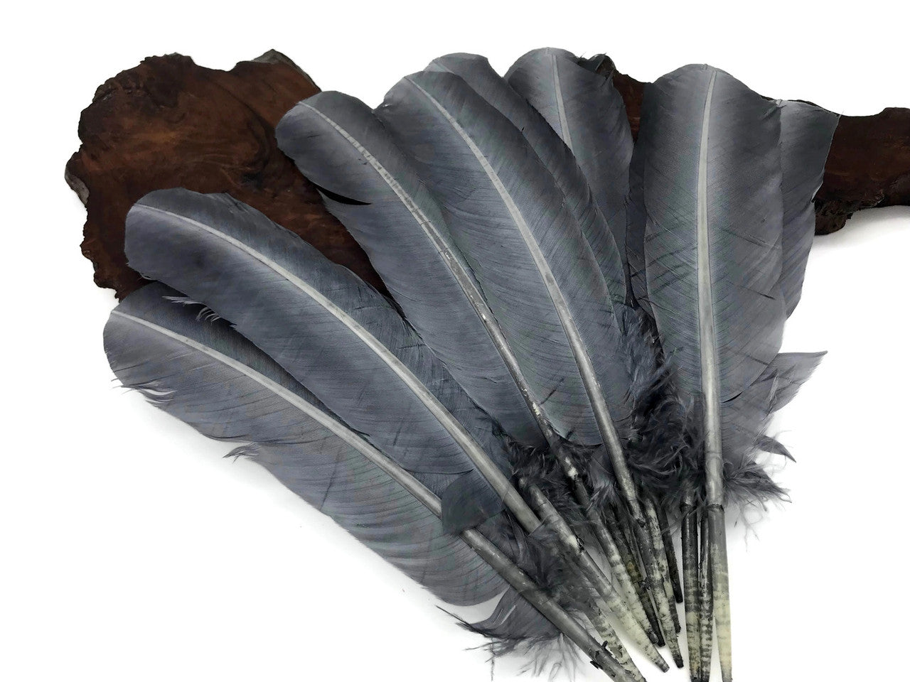 1 Lb. - Silver Gray Turkey Tom Rounds Secondary Wing Quill Wholesale Feathers (Bulk)