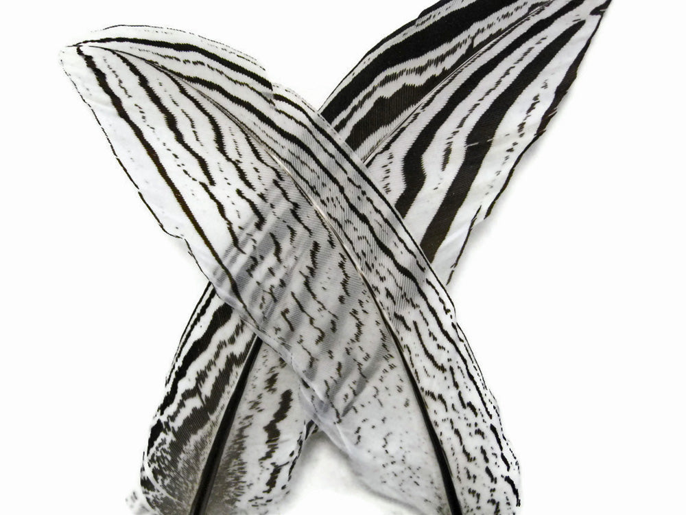 10 Pieces - 6-8" Natural Silver Tail Pheasant Feathers