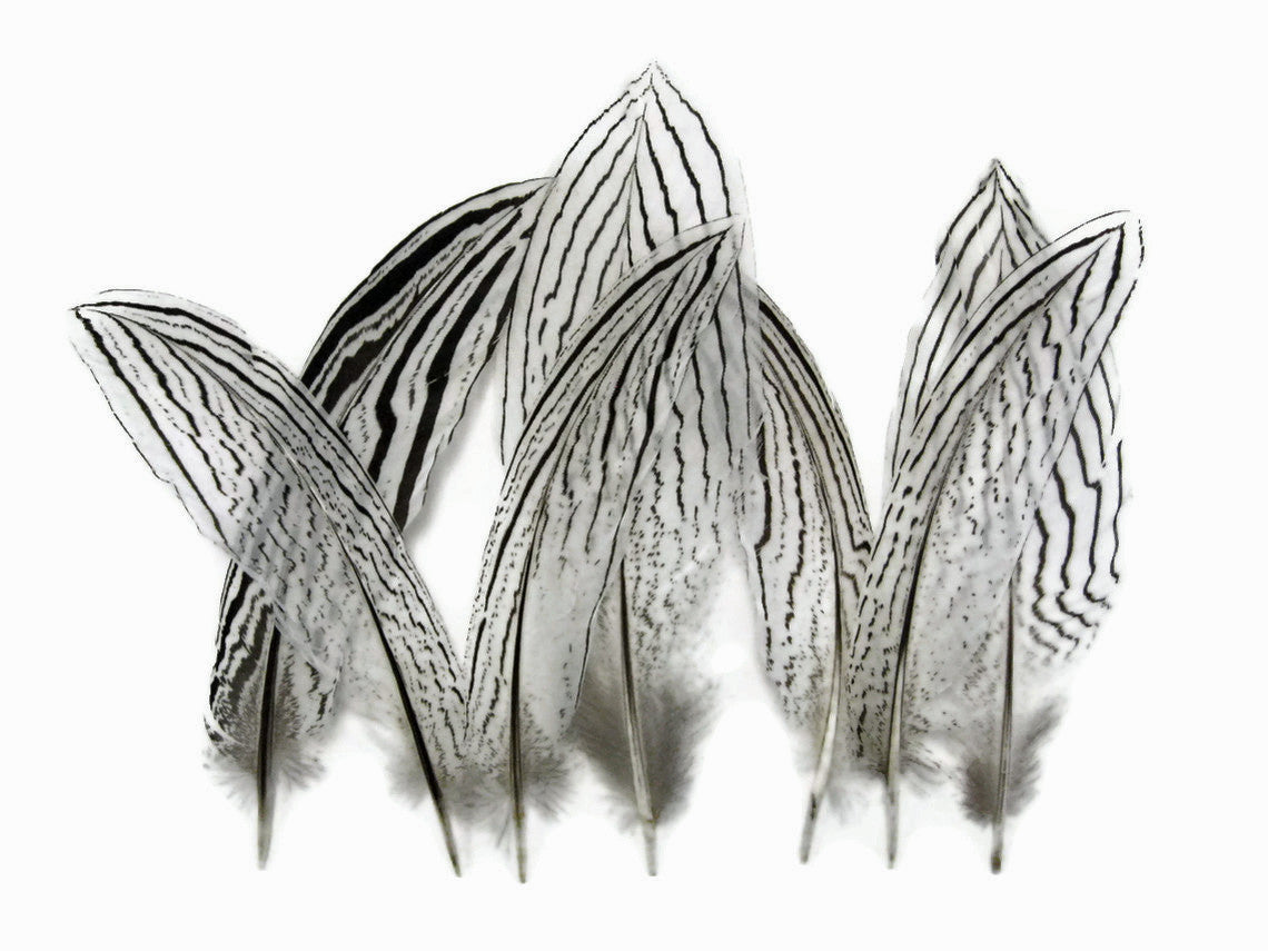 10 Pieces - 10-12" Natural Silver Tail Pheasant Feathers