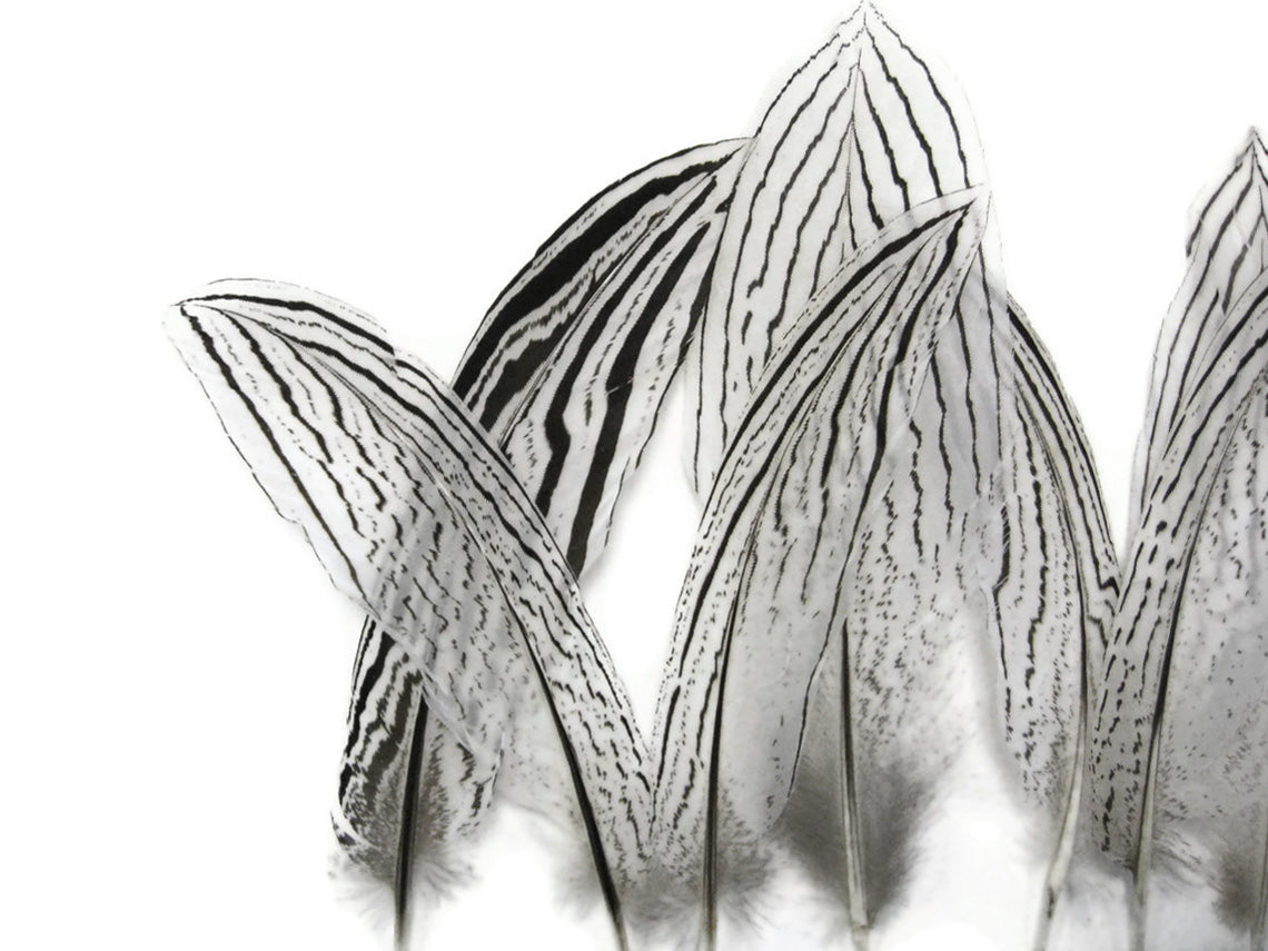 10 Pieces - 6-8" Natural Silver Tail Pheasant Feathers