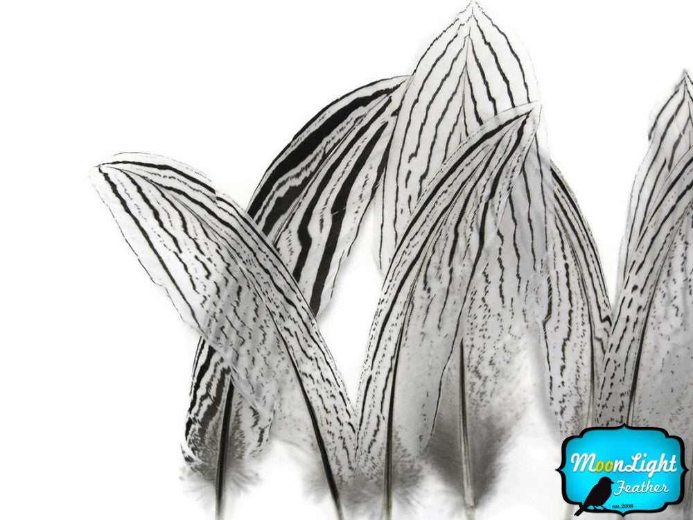 50 Pieces - 8-10" Natural Silver Tail Pheasant Wholesale Feathers (bulk)