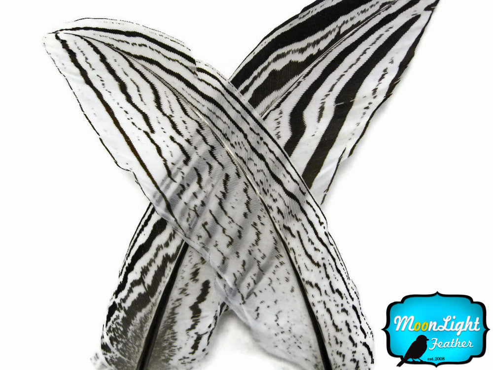 10 Pieces - 6-8" Natural Silver Tail Pheasant Feathers