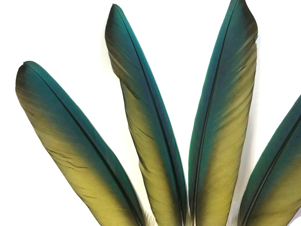 4 Pieces - Iridescent Green And Yellow Greenwing Macaw Small Wing Feathers -Rare-