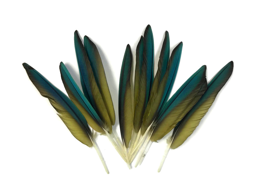 4 Pieces - Iridescent Green And Yellow Greenwing Macaw Small Wing Feathers -Rare-