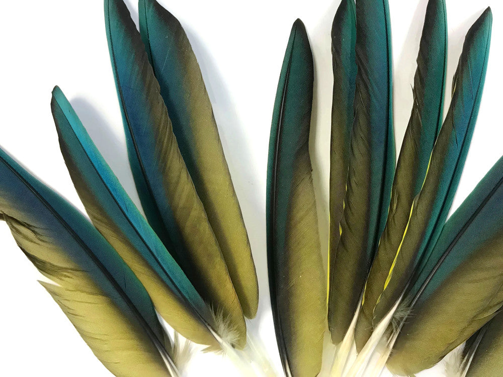 4 Pieces - Iridescent Green And Yellow Greenwing Macaw Small Wing Feathers -Rare-