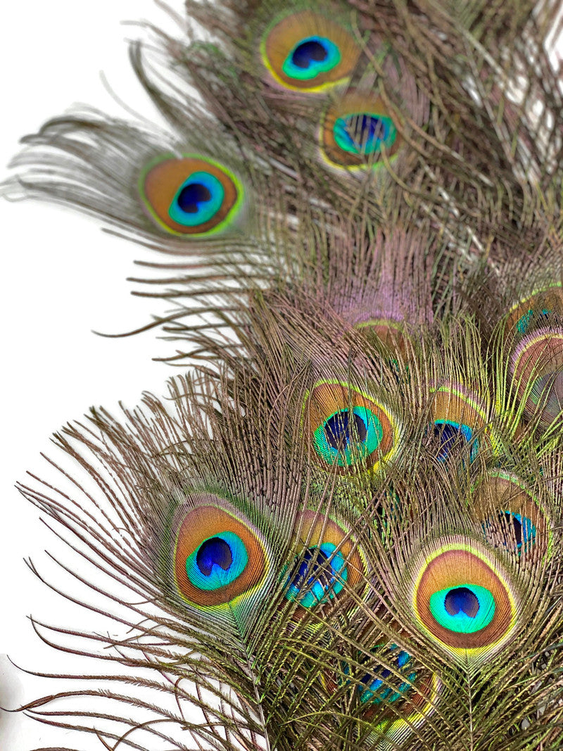 10 Pieces - 6-8" Small Eye Natural Iridescent Green Peacock Tail Feathers