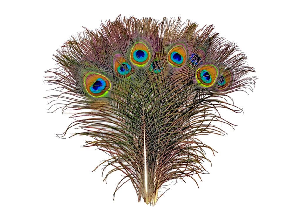 10 Pieces - 6-8" Small Eye Natural Iridescent Green Peacock Tail Feathers