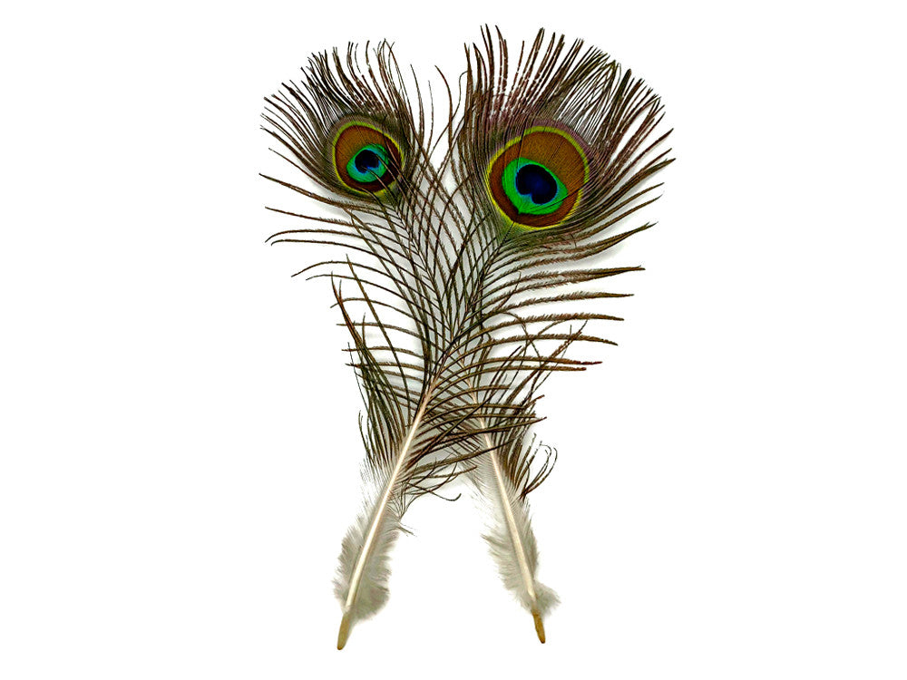 10 Pieces - 6-8" Small Eye Natural Iridescent Green Peacock Tail Feathers