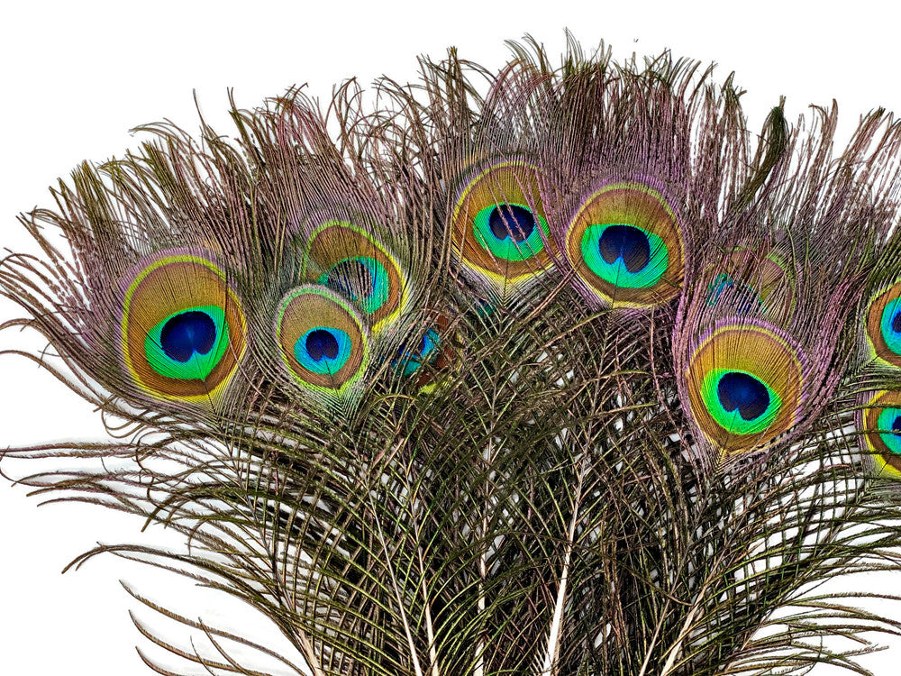 10 Pieces - 6-8" Small Eye Natural Iridescent Green Peacock Tail Feathers