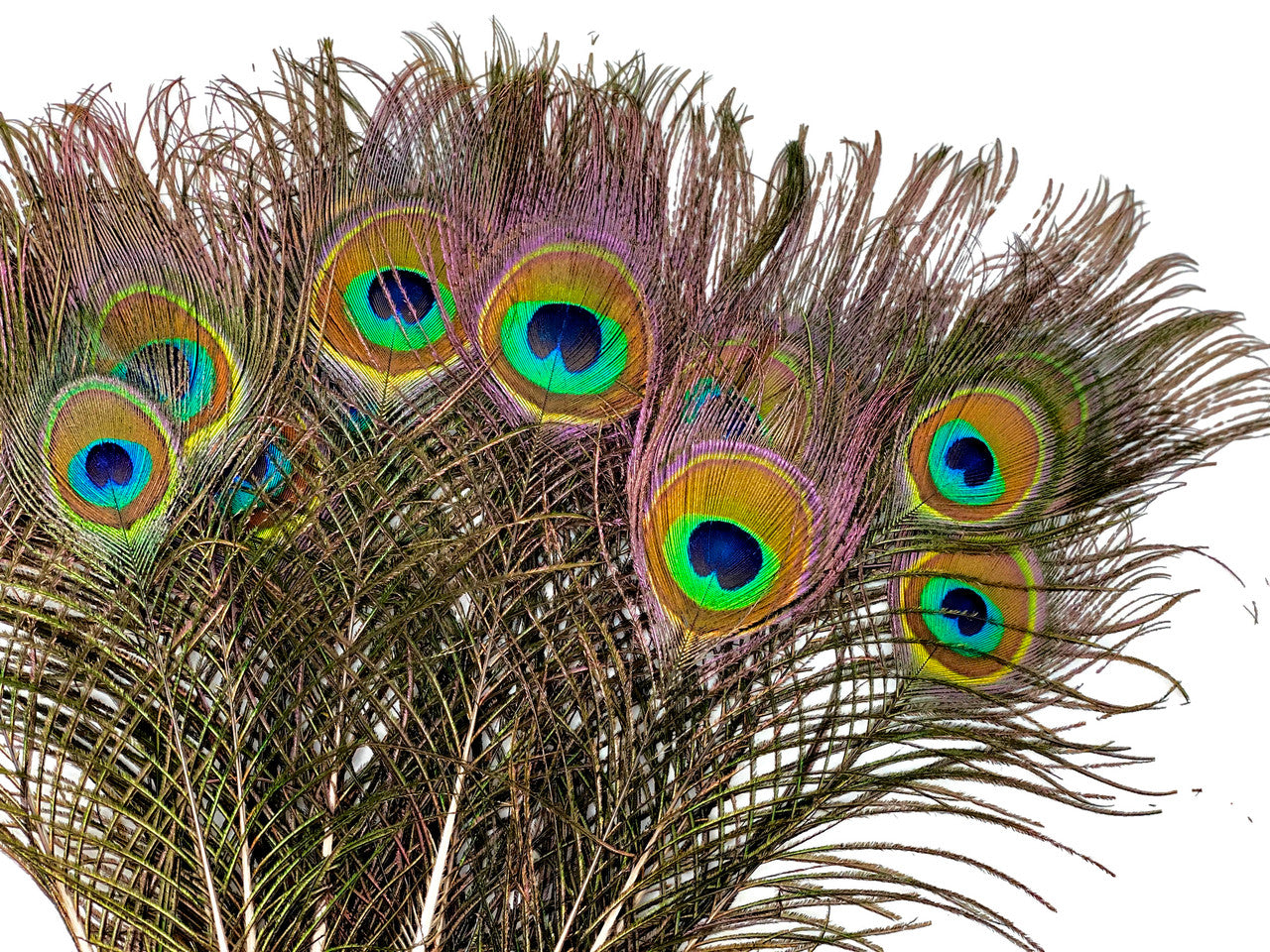 10 Pieces - 6-8" Small Eye Natural Iridescent Green Peacock Tail Feathers