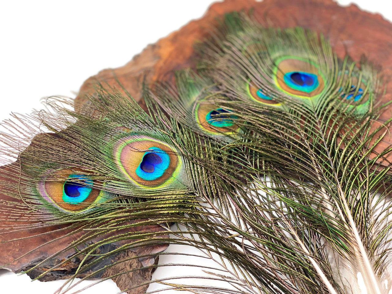 10 Pieces - 6-8" Small Eye Natural Iridescent Green Peacock Tail Feathers