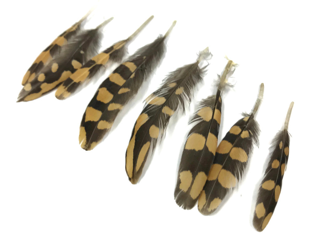 10 Pieces - Natural Polka Dot Brown Partridge Mini Wing Feathers 