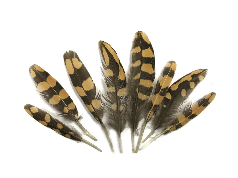 10 Pieces - Natural Polka Dot Brown Partridge Mini Wing Feathers 