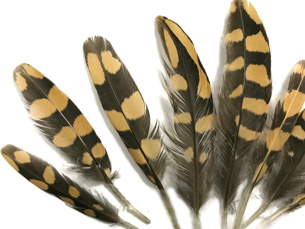 10 Pieces - Natural Polka Dot Brown Partridge Mini Wing Feathers 