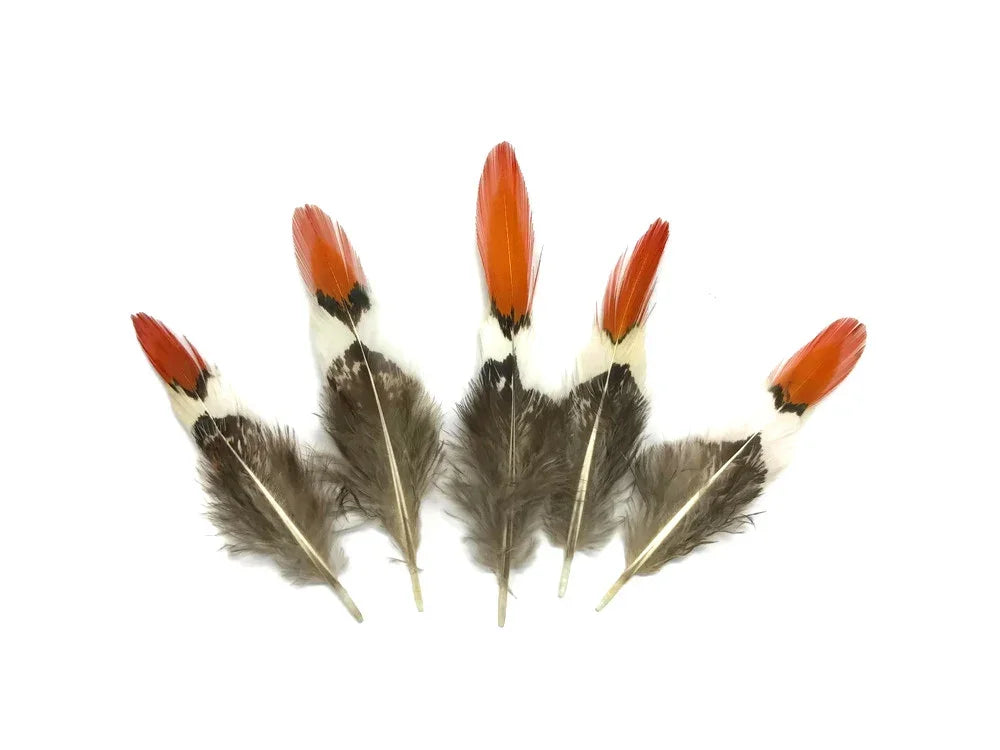 Five natural feathers with red, white, and brown plumage for crafts and fashion DIY.